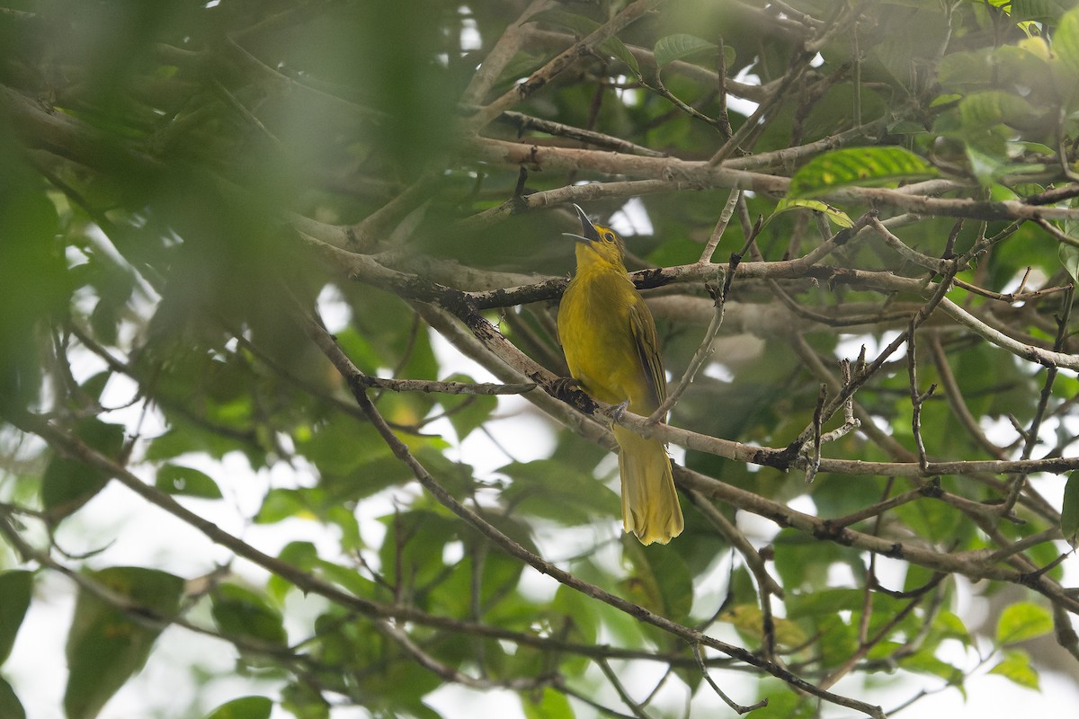 Sangihe Golden-Bulbul - ML628802436