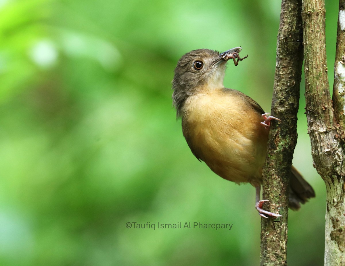 Sulawesi Babbler - ML628802546