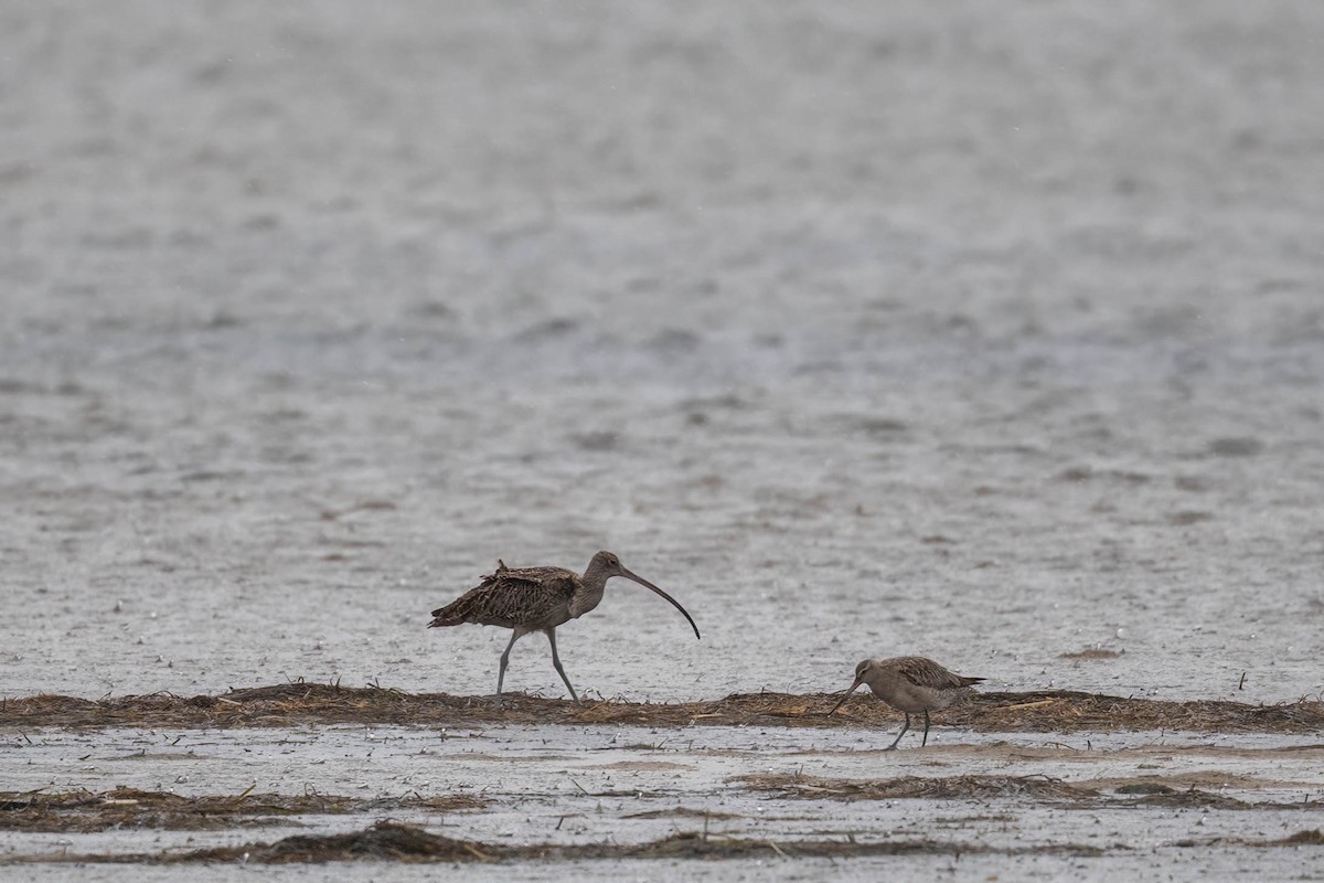 Far Eastern Curlew - ML628802731