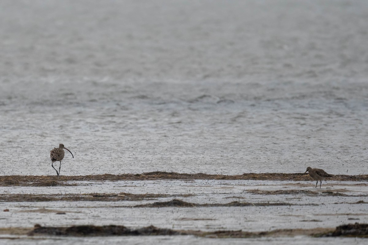 Far Eastern Curlew - ML628802734