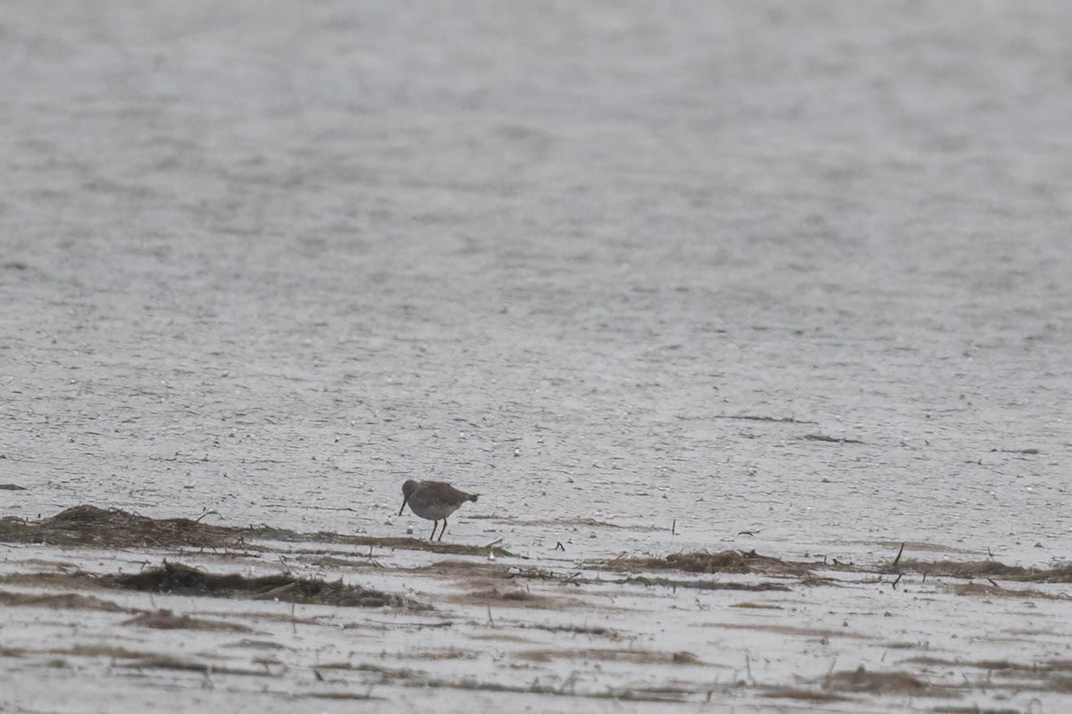 Red Knot - ML628802753