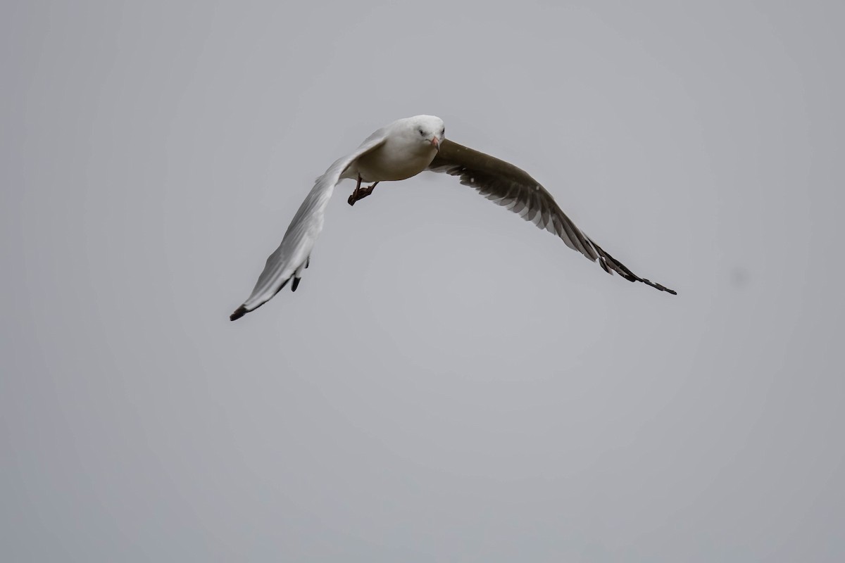 Silver Gull (Silver) - ML628802755