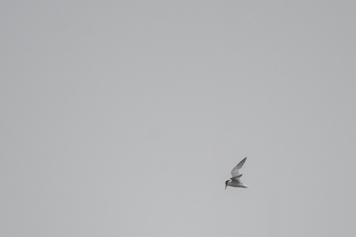 Little Tern - ML628802760