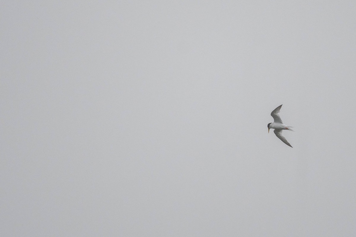 Little Tern - ML628802761