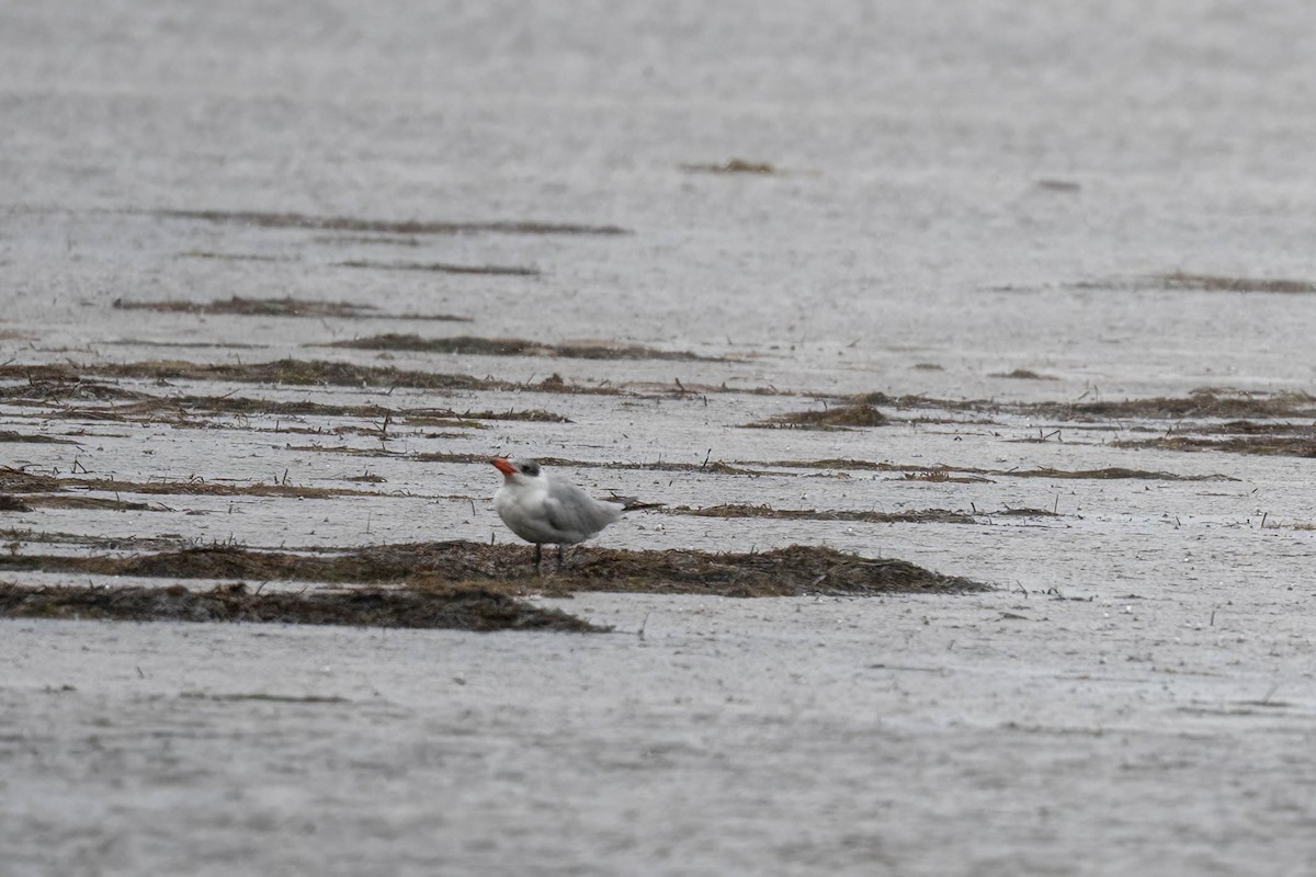 Caspian Tern - ML628802776