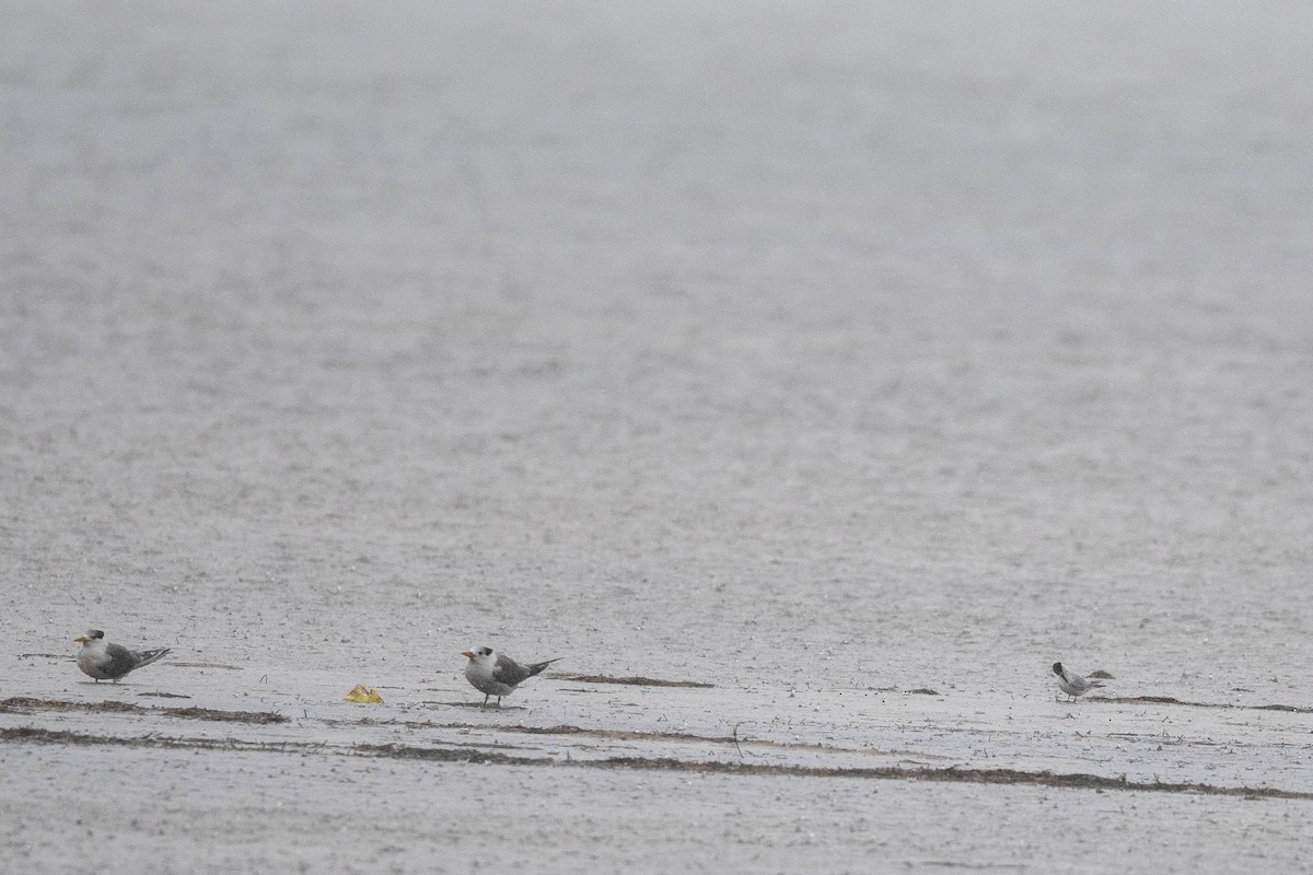 Great Crested Tern - ML628802779