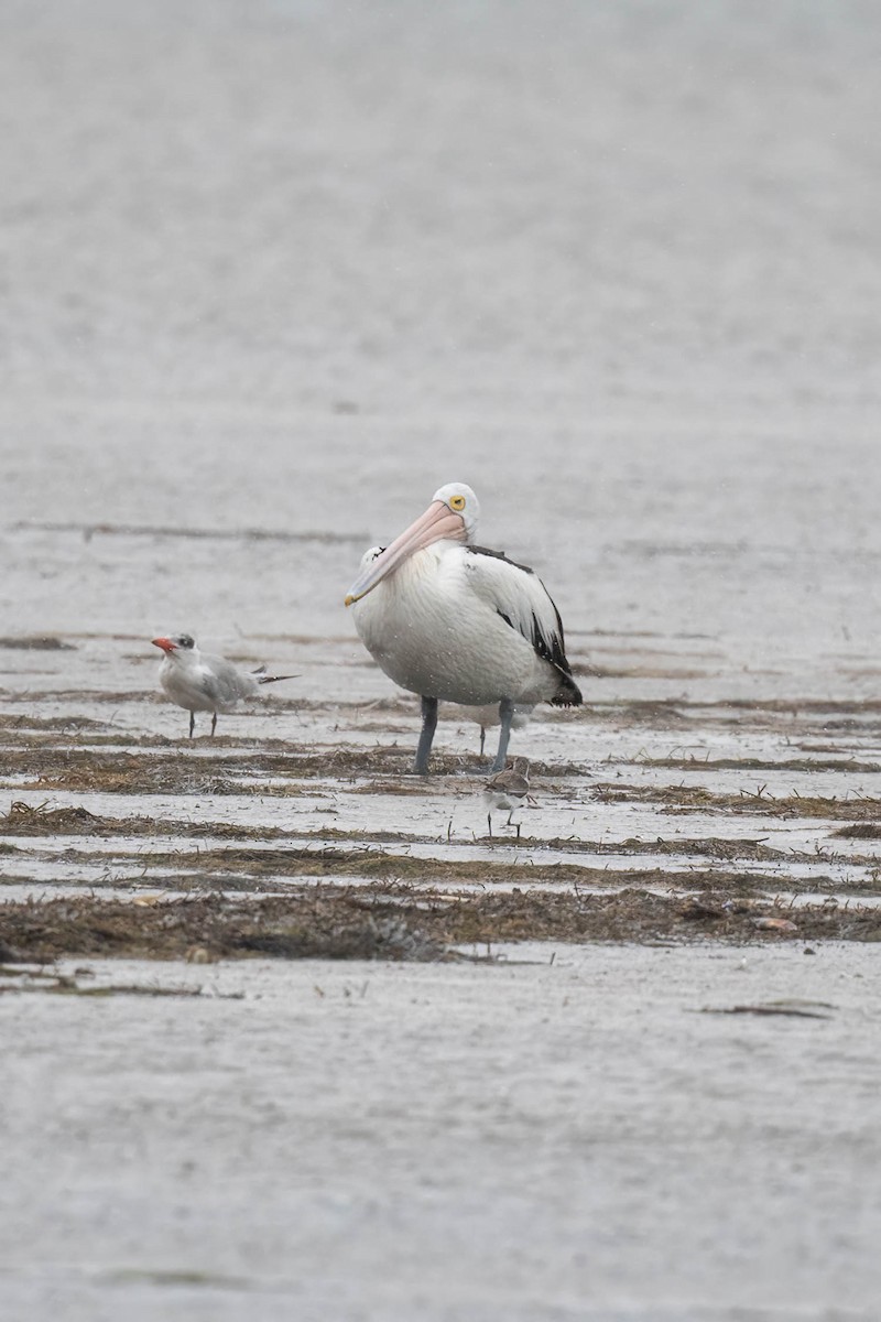 Australian Pelican - ML628802783