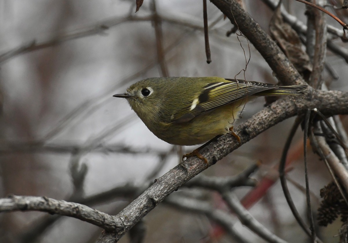 Ruby-crowned Kinglet - ML628802797