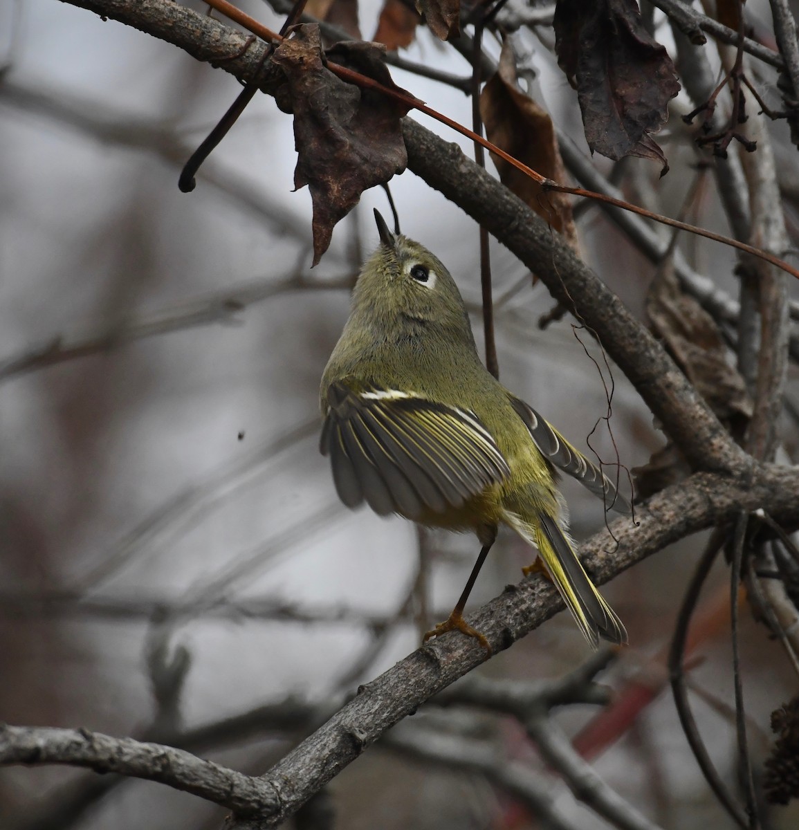 Ruby-crowned Kinglet - ML628802798