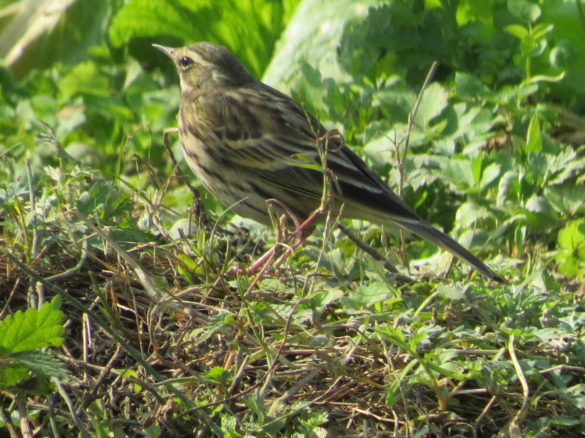 Rosy Pipit - ML628802825