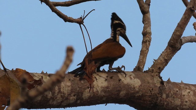 Malabar Flameback - ML628802907