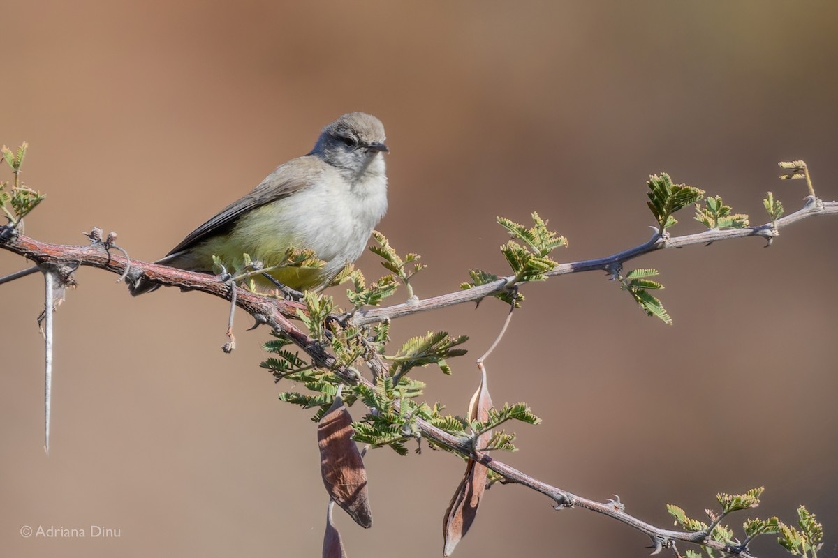 Yellow-bellied Eremomela - ML628803061