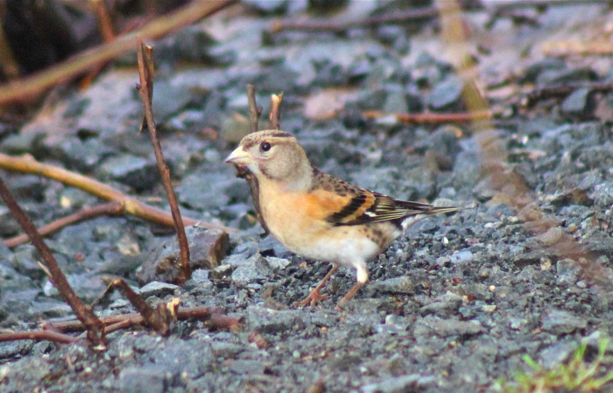 Brambling - ML628803079