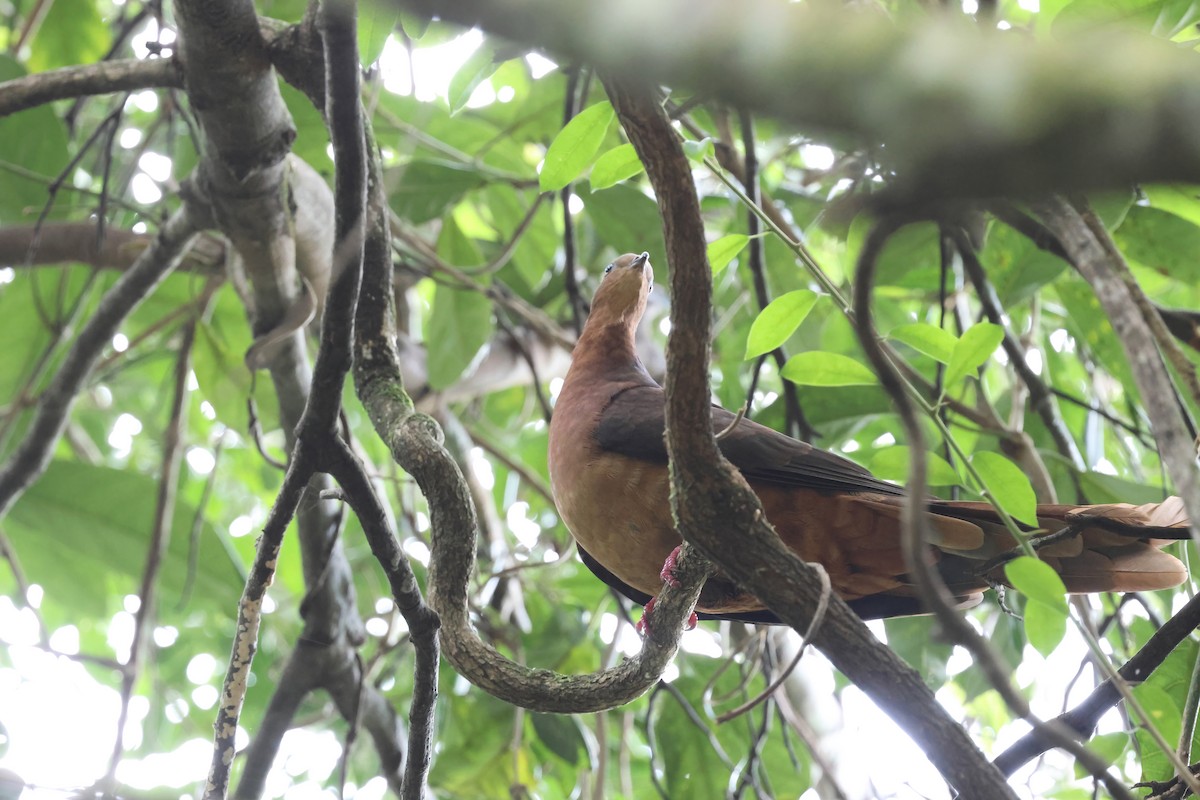 Brown Cuckoo-Dove - ML628803401