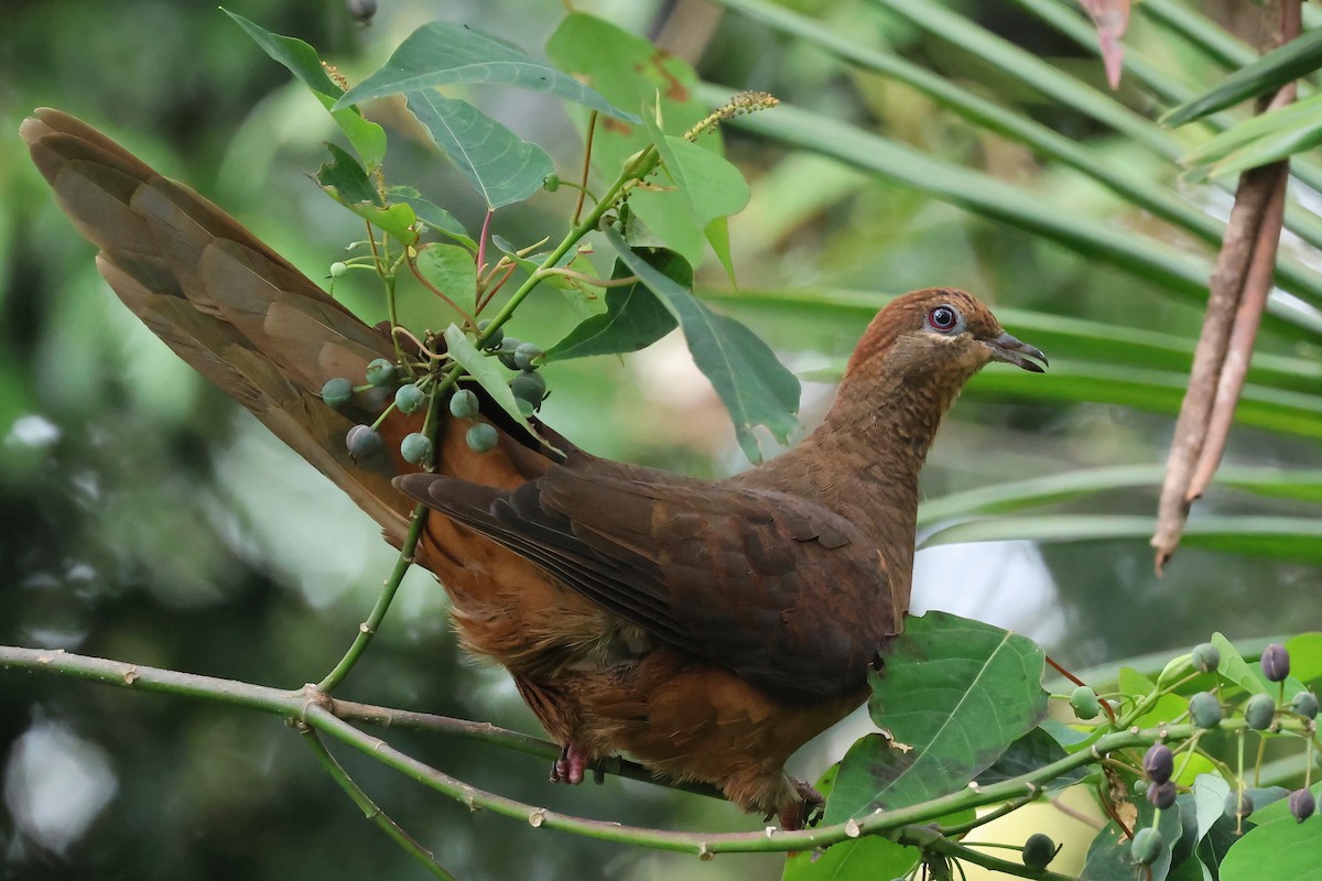 Brown Cuckoo-Dove - ML628803632