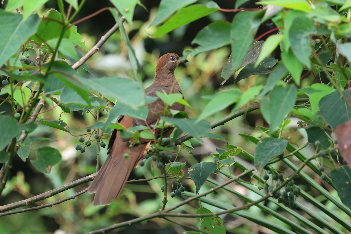 Brown Cuckoo-Dove - ML628803633