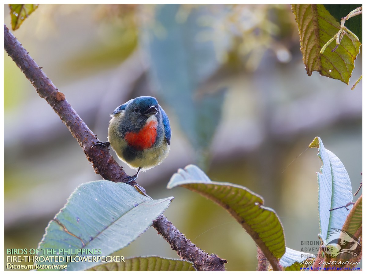 Fire-throated Flowerpecker - ML628803656