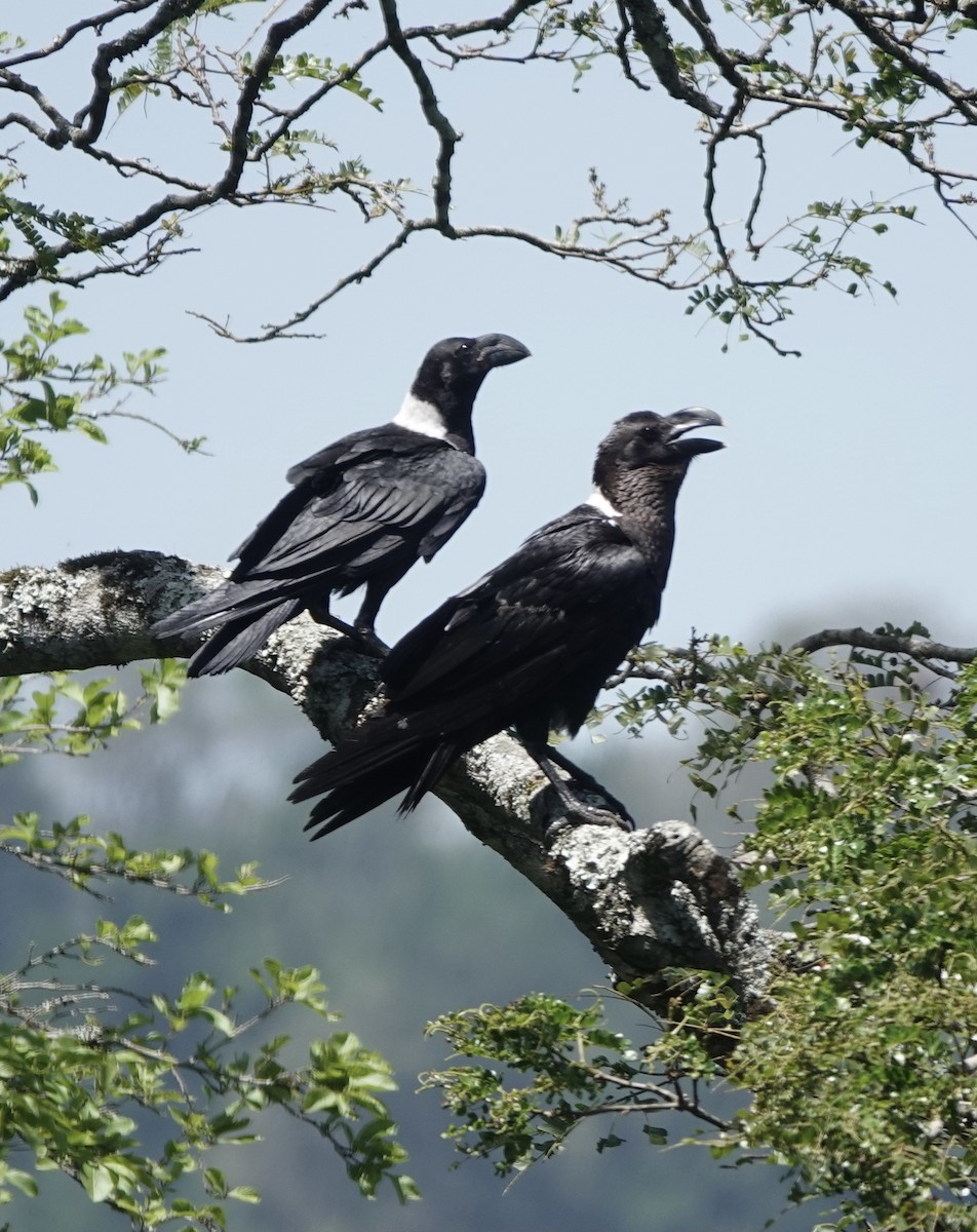 White-necked Raven - ML628803789