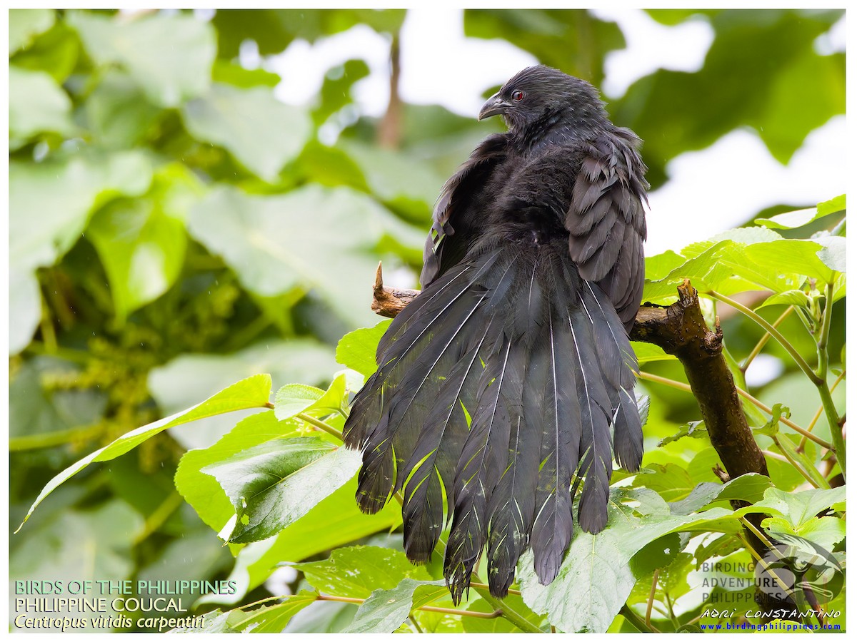 Philippine Coucal - ML628803949