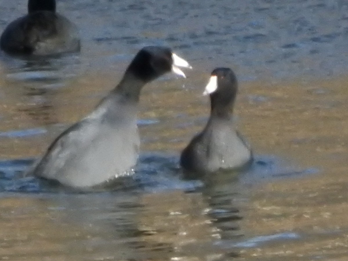 American Coot - ML628804055