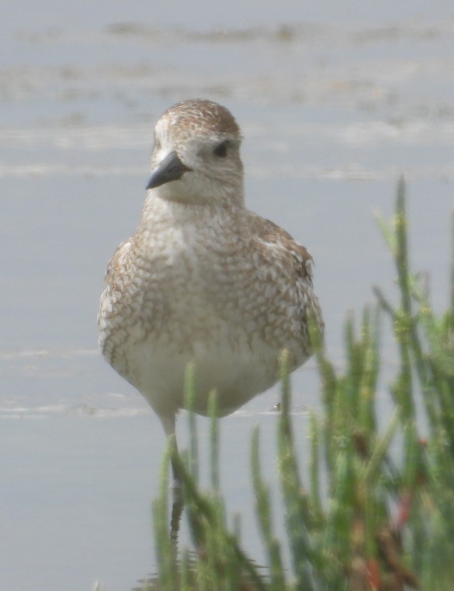 Black-bellied Plover - ML628804087