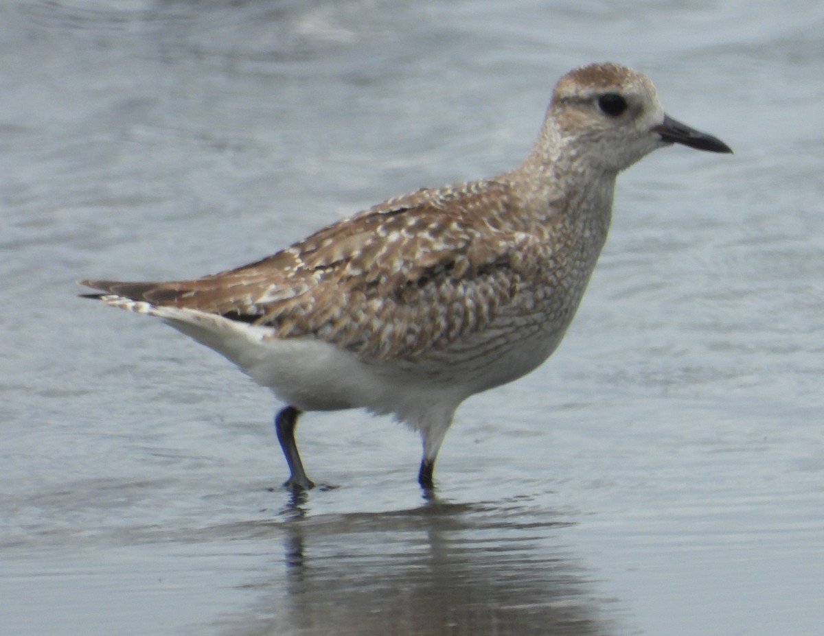 Black-bellied Plover - ML628804090