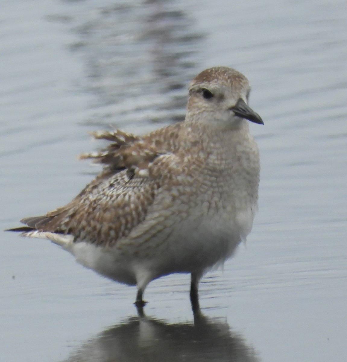 Black-bellied Plover - ML628804105