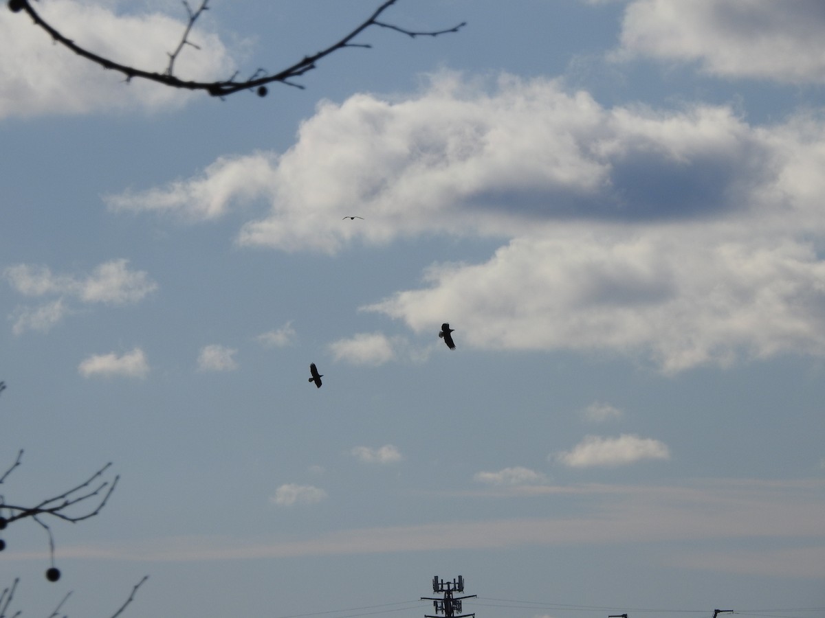 Bald Eagle - ML628804142