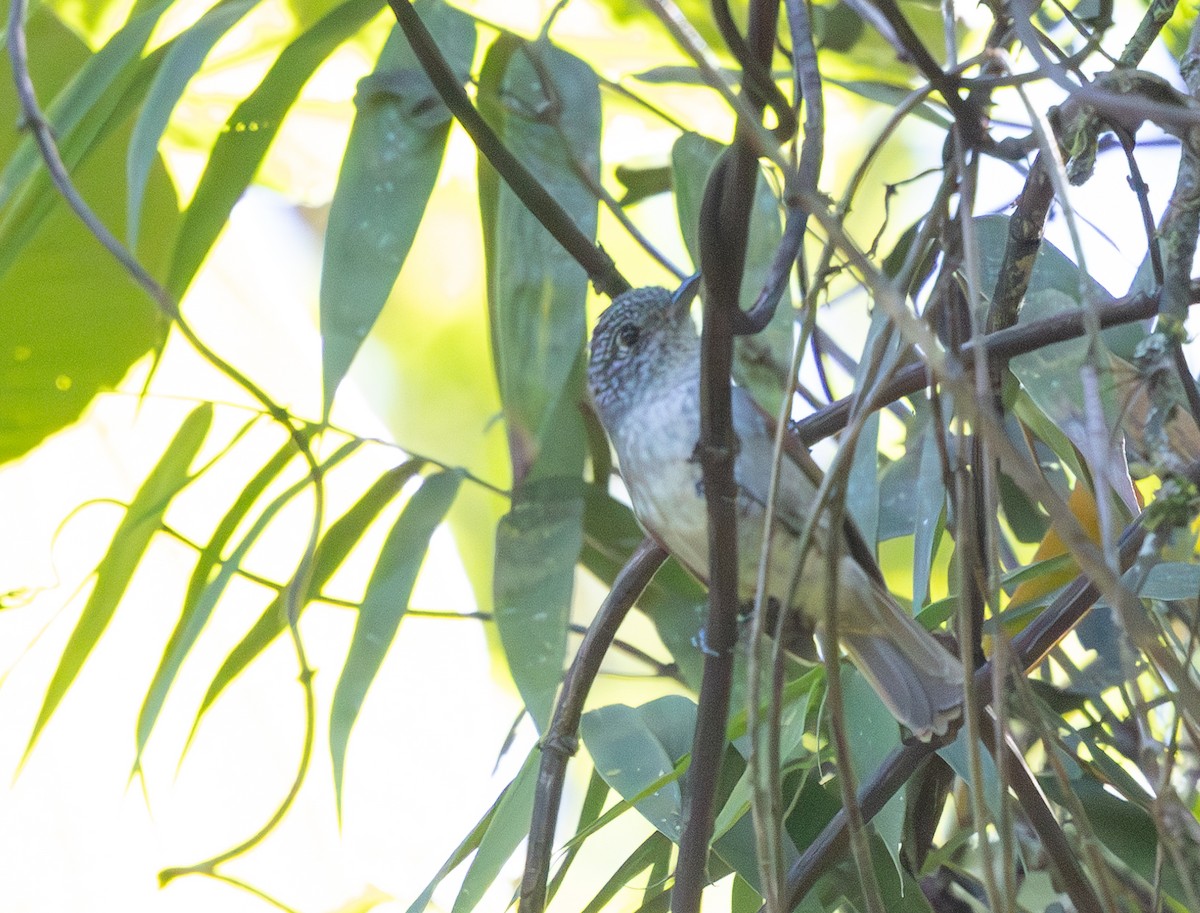 Rufous-backed Antvireo - ML628804197