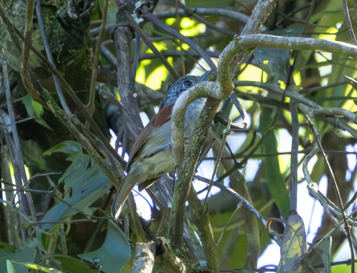 Rufous-backed Antvireo - ML628804198