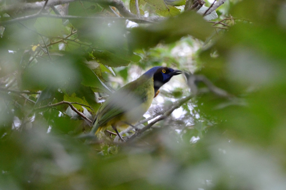 Green Jay (Green) - ML628804278