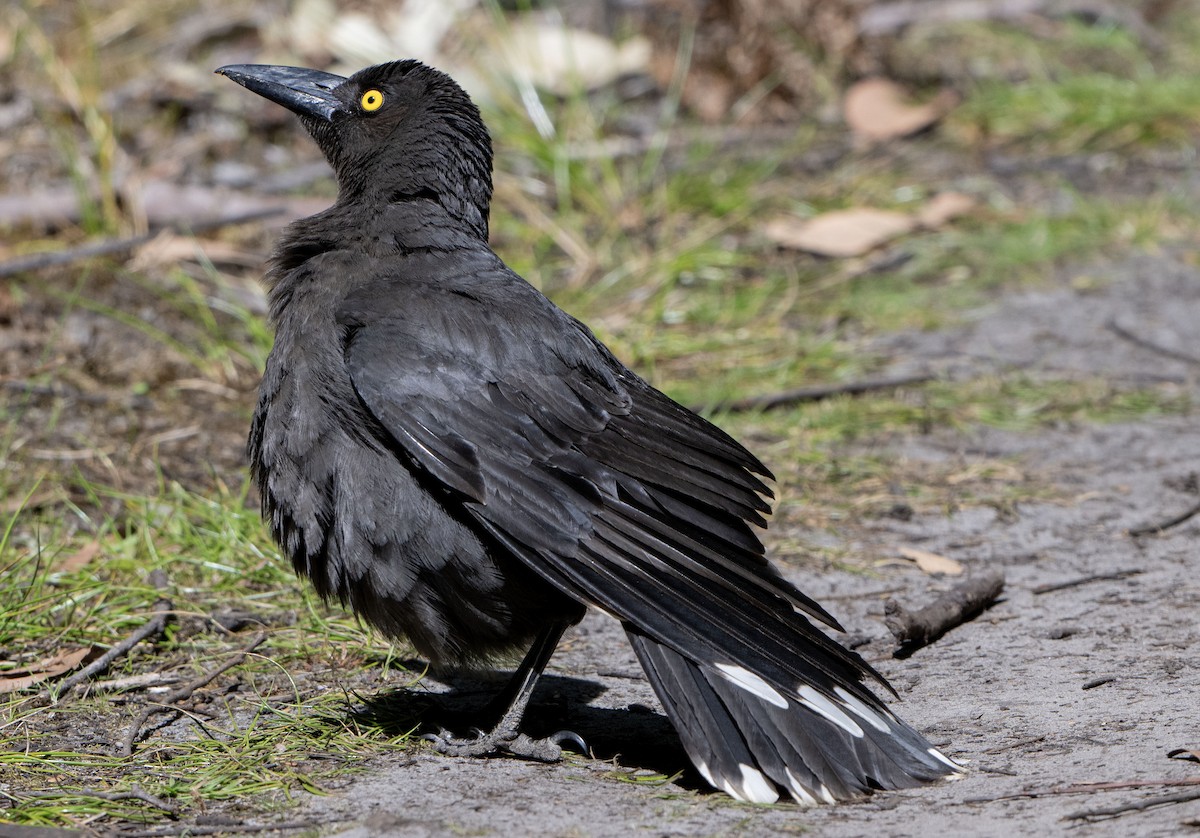 Black Currawong - ML628804768