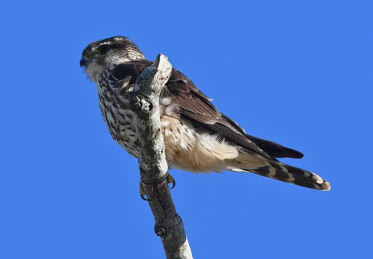 Merlin - ML628804803