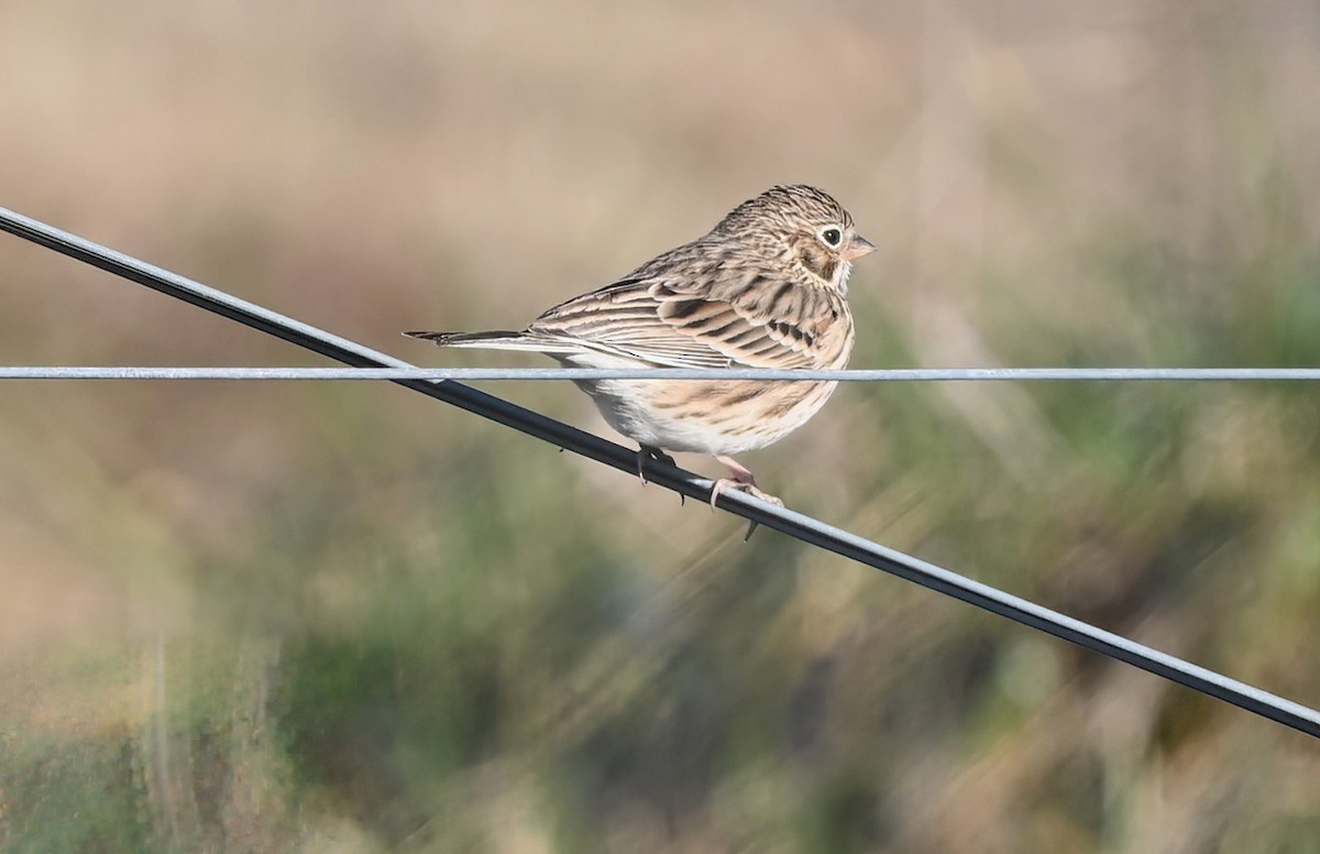 Vesper Sparrow - ML628804805