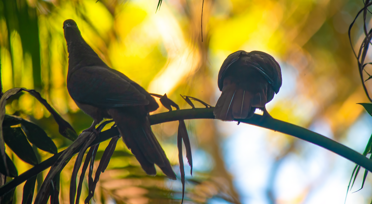 Brown Cuckoo-Dove - ML628804811