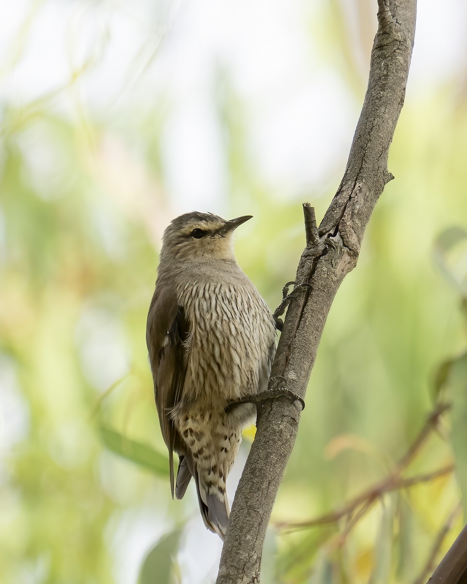 Brown Treecreeper - ML628804902