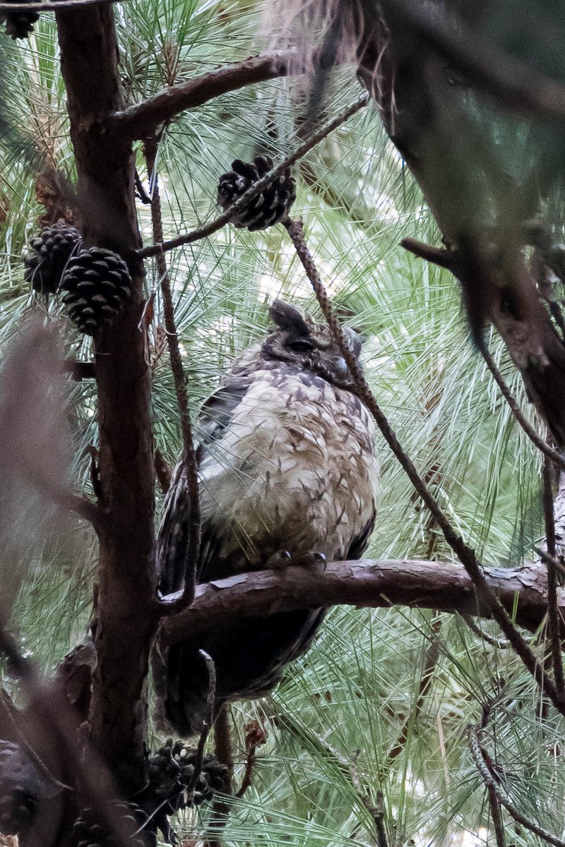 Madagascar Owl - ML628805060
