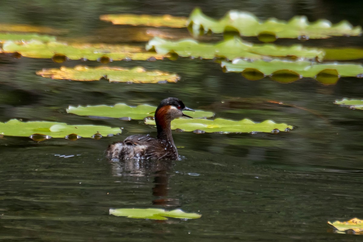 Madagascar Grebe - ML628805083
