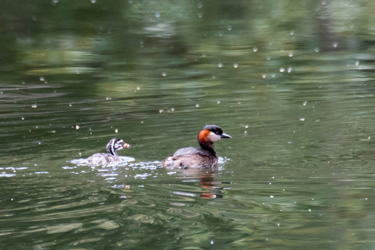 Madagascar Grebe - ML628805084