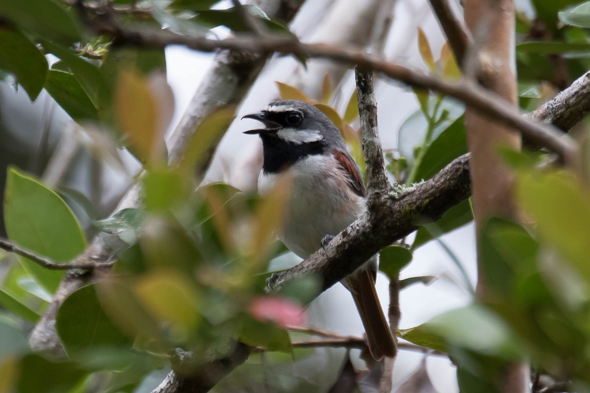 Red-tailed Vanga - ML628805093