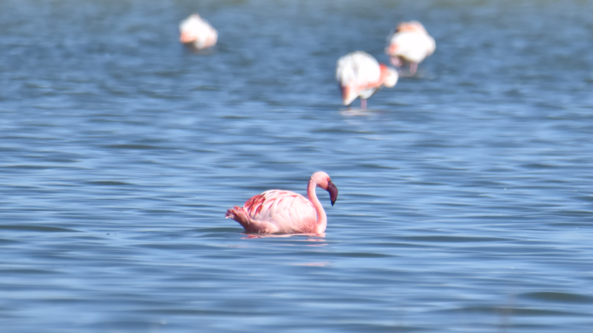 Lesser Flamingo - ML628805163