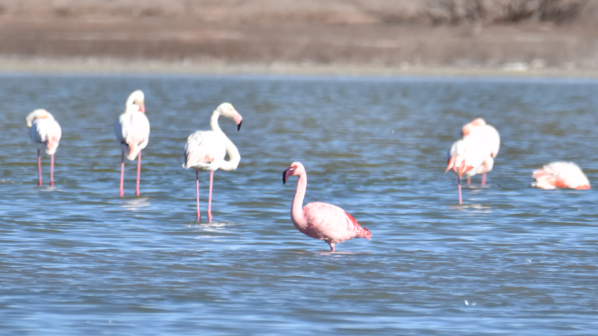 Lesser Flamingo - ML628805164