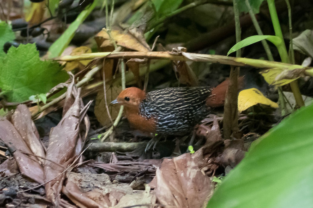 Madagascar Flufftail - ML628805199