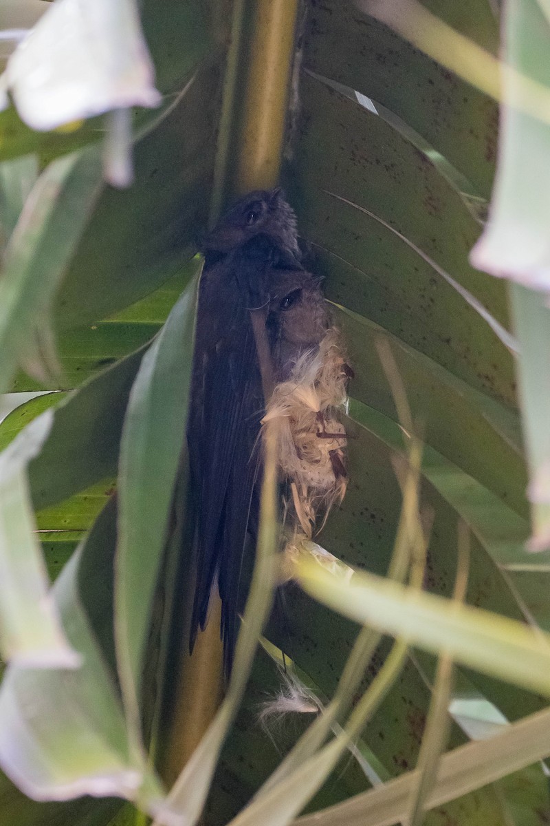 Malagasy Palm Swift - ML628805204