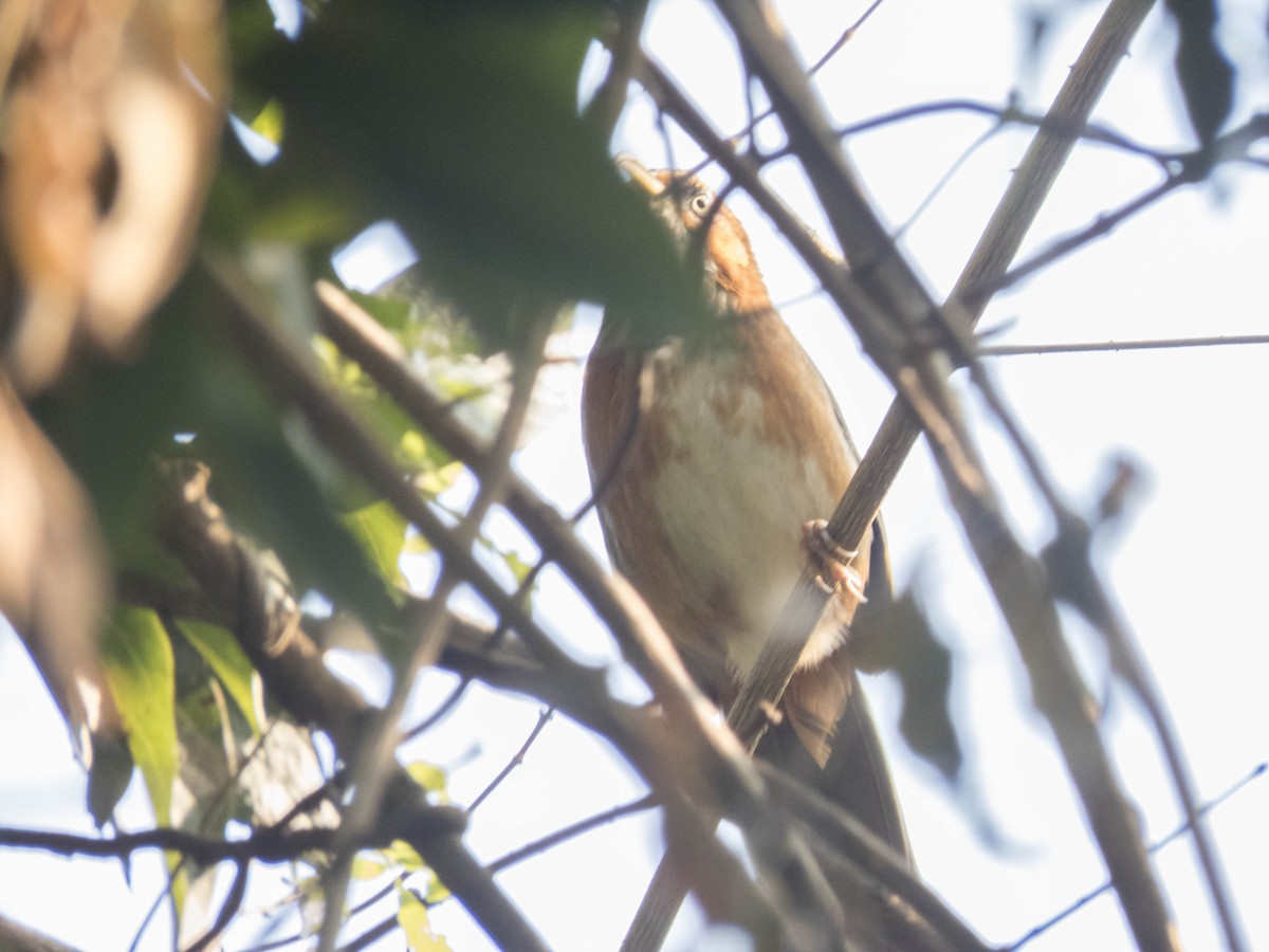 Rusty-cheeked Scimitar-Babbler - ML628805311