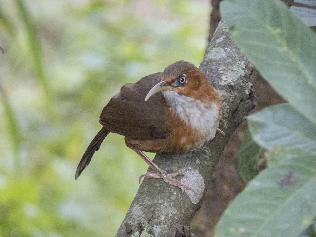 Rusty-cheeked Scimitar-Babbler - ML628805312