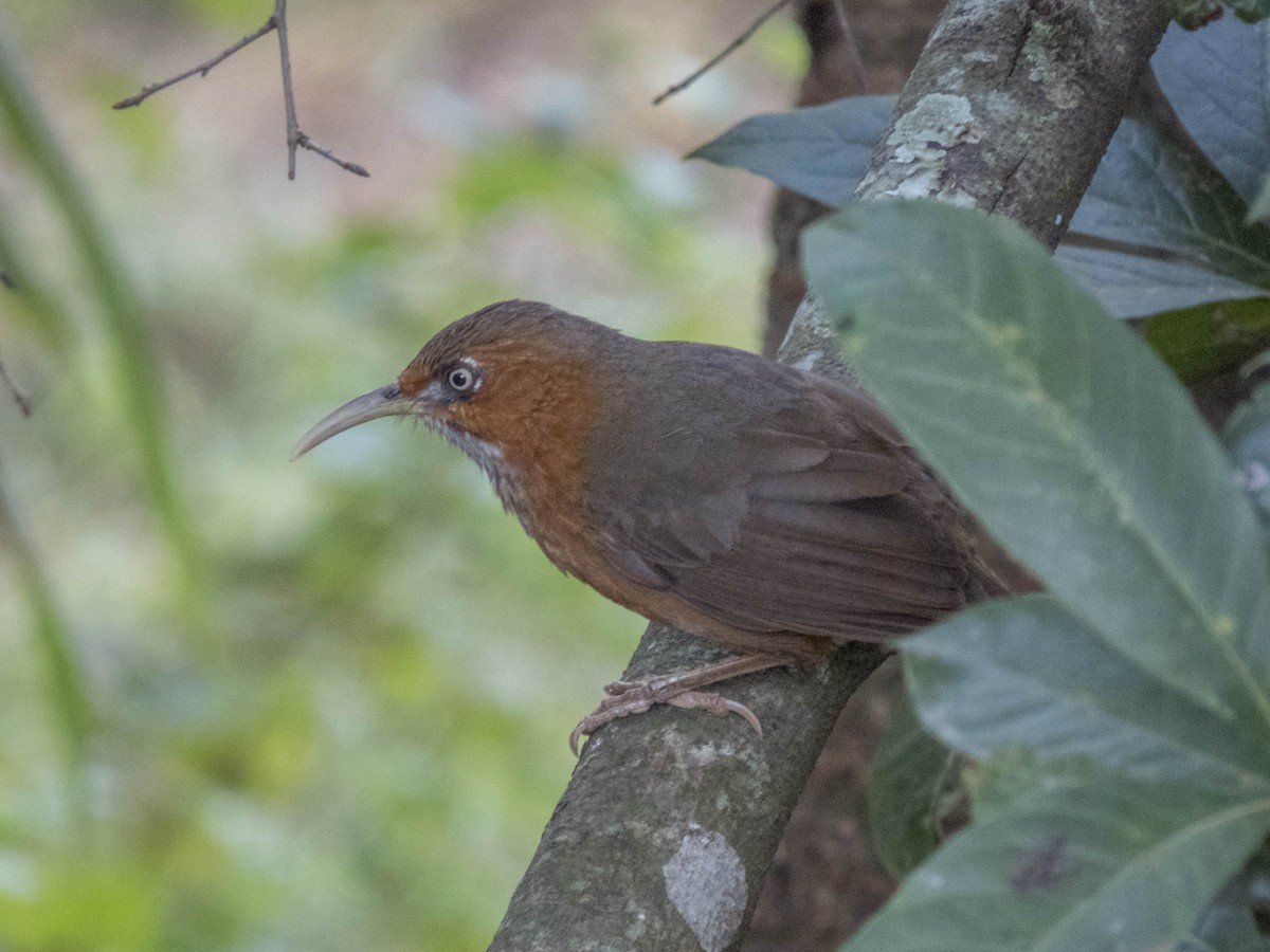 Rusty-cheeked Scimitar-Babbler - ML628805313