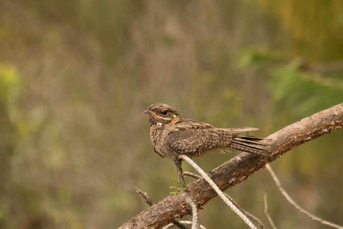Madagascar Nightjar - ML628805323