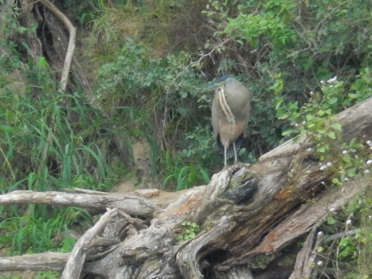 Bare-throated Tiger-Heron - ML628805849