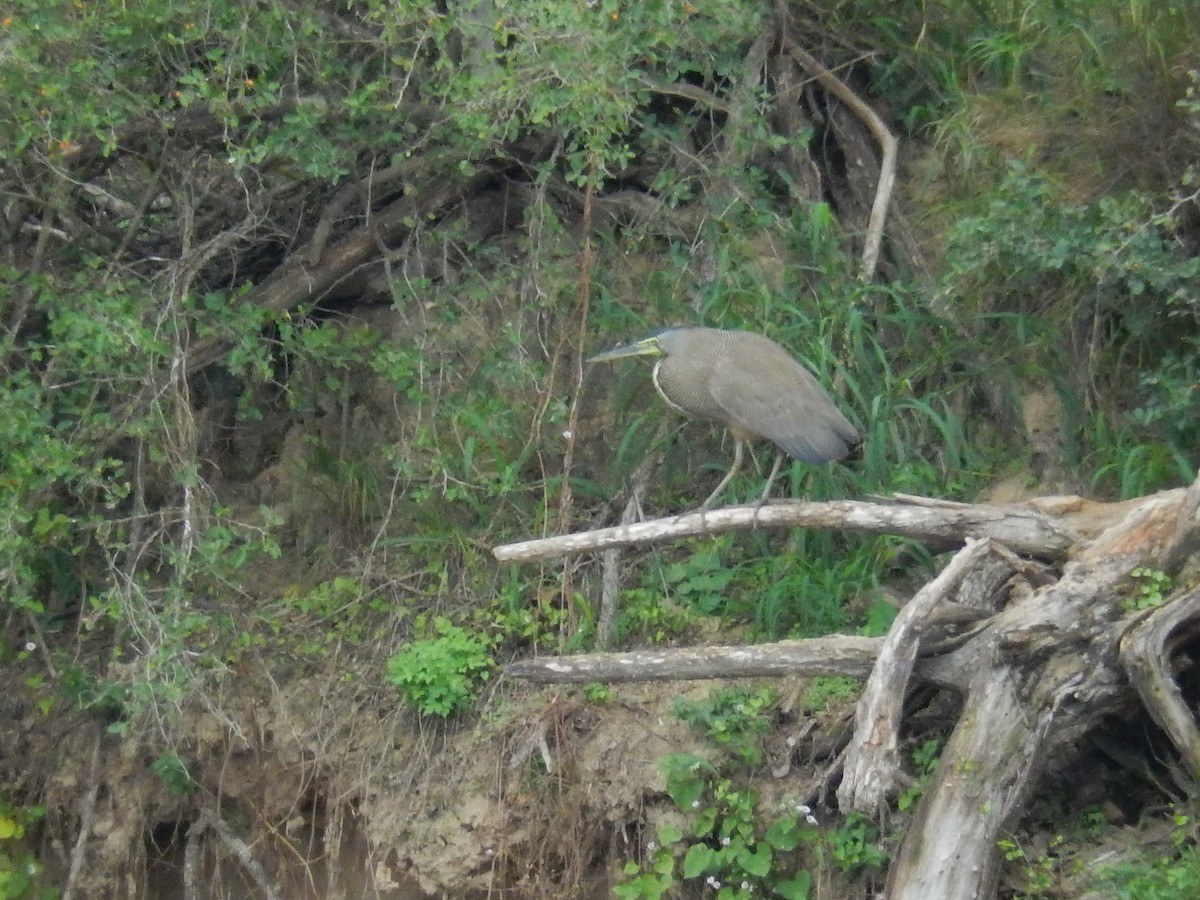 Bare-throated Tiger-Heron - ML628805857